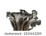 Small photo of Cantharellus cinereus, the ashen chanterelle isolated on white.