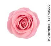 Coral rose flower. detailed...
