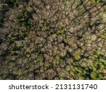 Small photo of Forest from above Beleek woods Ballina mayo