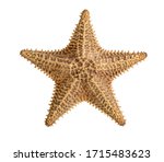 Starfish Brown Isolated On A...