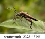 Small photo of Coreidae is a large family of sap-sucking insects in the Hemipteran suborder Heteroptera. The name "Coreidae" comes from the genus Coreus, which comes from the Ancient Greek word meaning bedbug.