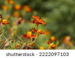 Acraea terpsicore, the tawny coster, is a small, 53–64 millimetres. Orange butterfly on the orange flowers in nature