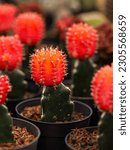 Small photo of Gymnocalycium Grafted Cactus, Mini Cactus in the pot, cacti plant store. Mini cactus as a background. Beautiful Colorful Gymnocalycium cactus.
