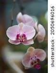 Small photo of The beauty, complexity and incredible diversity of orchid flowers are unrivalled in the plant world
