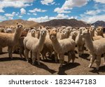 Herd of Alpacas Grazing in Peru, near Cusco in the Andes Mountains