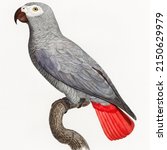 The Grey Parrot  Psittacus...