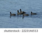 Group Of Coots Swimming On The...