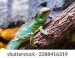 Small photo of iguana swamper on the trunk (ZOO Wroclaw, Poland)