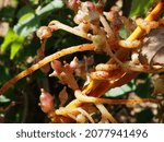 Small photo of the stranglehold of the Cuscuta plant