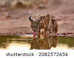 Iberian Lynx Drinking Water ...