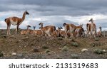 A Group Of Guanacos  Wild...