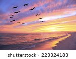 A Flock Of Brown Pelicans Fly...