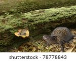 Box Turtle And Toad Meet At The ...