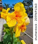 Small photo of Canna lily or Yellow King Humbert's unique bicolor bloom is fun and showy. It has been a favorite for almost 125 years with its generous splashes of orange across buttery-yellow blooms.