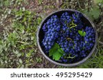 Cabernet Sauvignon grapes in bucket after harvest