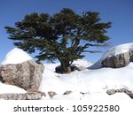 Winter Cedars  Lebanon