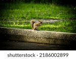 Small photo of Squirrel perched while chomping on a nut