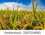Small photo of Spikes of rice in the Albufera of Valencia, Spain, with rice seeds in the sun for the authentic Valencian paella. Defocused sky background.