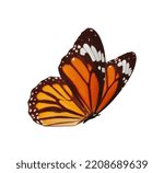 Small photo of Butterflies isolated on white background. Color butterfly, isolated on white, Butterflies overlay, Butterfly overlay, Butterflies isolated, Butterfly isolated on white background.