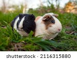 The Guinea Pig Is A Species Of...