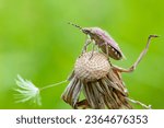 Small photo of A bedbug on a dandelion. The Pentatomoidea are a superfamily of insects in the Heteroptera suborder of the Hemiptera order