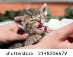 Small photo of Newborn baby kitten is feeding by a woman in her hands with milk replacer. Sick little pussycat drinks from the medicine bottle of the veterinary clinic. Cat enjoy drinking. Furry friend with mustache