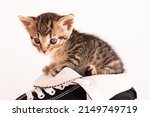 Kitten Inside A Shoe. Lovely...