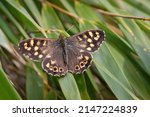 Speckled Wood Butterfly ...