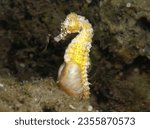 Newborn baby seahorses and...