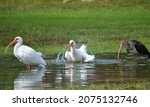 White ibises  eudocimus albus ...