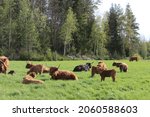 Highland Cattle And Calves In...
