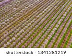 Aerial photo of rows of blooming almond trees in Northern California near Sacramento, pattern, background