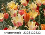 Small photo of Like vibrant flames of color, tulips dance upon the earth, whispering tales of spring's rebirth.