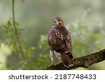 Red-Tailed Hawk perched on a branch in a forest.