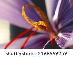 Small photo of Purple flower head of "saffron crocus (Crocus sativus) and the vivid crimson stigma and styles close up macro photography.