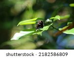 Small photo of Daimyoseseri (Daimio tethys) butterfly sunbathing on the leaves in the woods. Close up macro photograph.