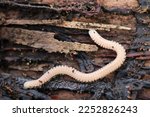 Blunt-tailed snake millipede (Himeyasude) larvae overwinter among rotten fallen trees. Close up macro photography.