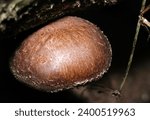 Small photo of Delicious round fat natural shiitake mushrooms growing wild on a fallen tree in a coppice (Close up macro photograph)