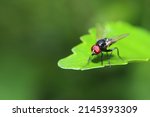 Insect fly with red eyes and...