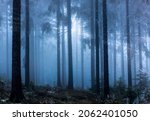 Foggy Forest With Sunlights In...