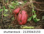 Small photo of Image of dug up sweet potatoes