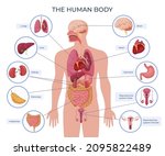 internal human body organ...