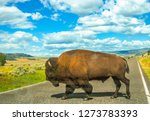 Side view of adult American Buffalo crossing the road at Yellowstone National Park, Wyoming, Montana and Idaho, United States. The Bison is a symbol of the American West. Summer season with cloudy sky