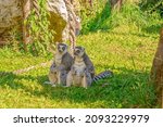 Two Ring Tailed Lemurs Of...