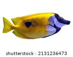 Colorful Surgeonfish Fish Of...
