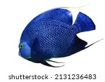 Close Up Of French Angelfish Of ...