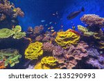 Aquarium Surgeonfishes. Sea...