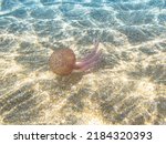 Pelagia noctiluca species in the family Pelagiidae living in the Mediterranean Sea, the North Sea and Atlantic, Mexico, and Australia. Luminous jellyfish floating in the water on sea background.