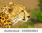Small photo of Portrait of cheetah species Acinonyx jubatus, family of felids, in South Africa. Side view of african cheetah on blurred background in natural habitat. Side view.
