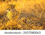 Small photo of African cheetah species Acinonyx jubatus, family of felids, lying in savannah, South Africa. The cheetah is the fastest land animal in the world.